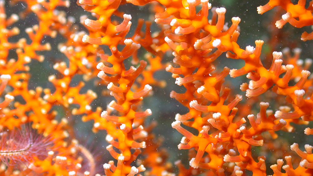 Bright orange branching coral with white polyps
