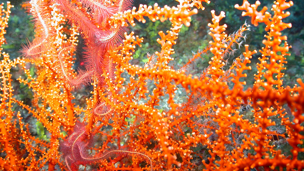 Brittle stars clinging to bright orange branching coral