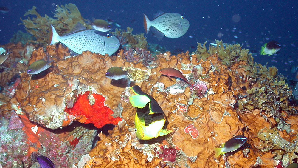 A variety of colorful tropical fishes swim around a section of reef covered in orange fire coral