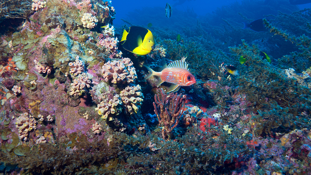 An angelfish and a squirrelfish swim past a rocky outcropping covered in clusters of invasive orange cup coral