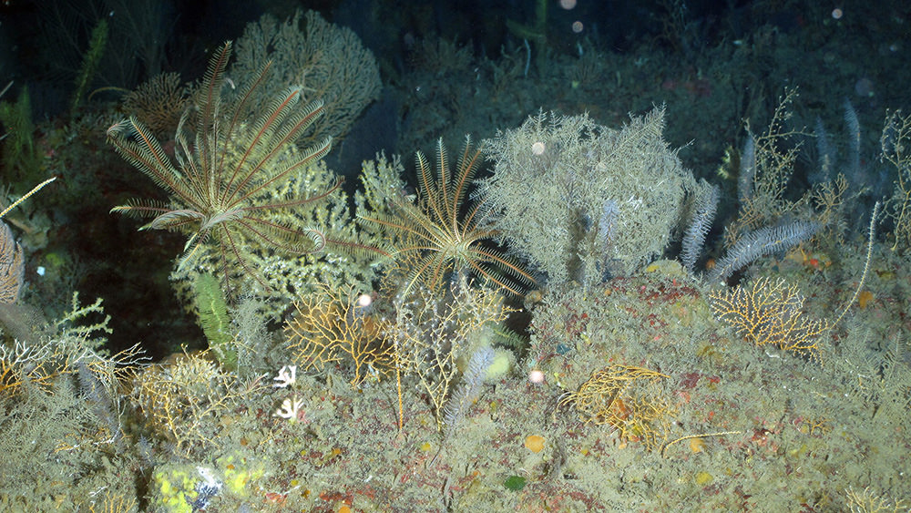 Crinoids, black corals, and octocorals in deep habitat at Horseshoe Bank