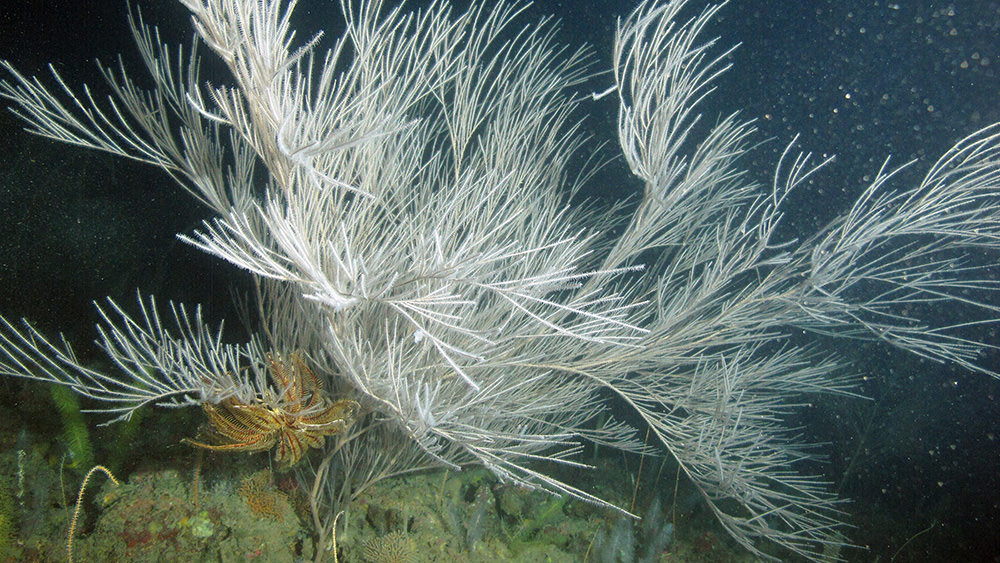 A bushy, white black coral colony attached to hard substrate. A small crinoid clings to the lower left branches.