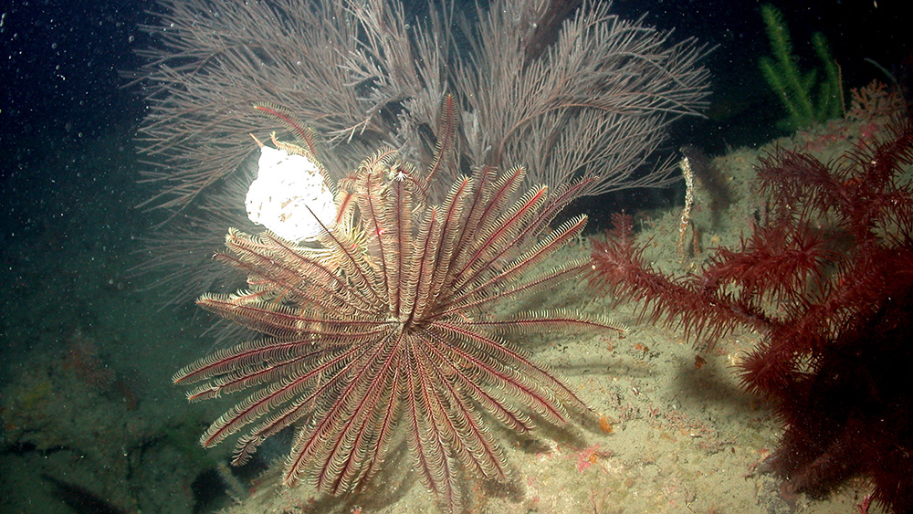 Gray and red bushy corals with a red and white crinoid spread out in between