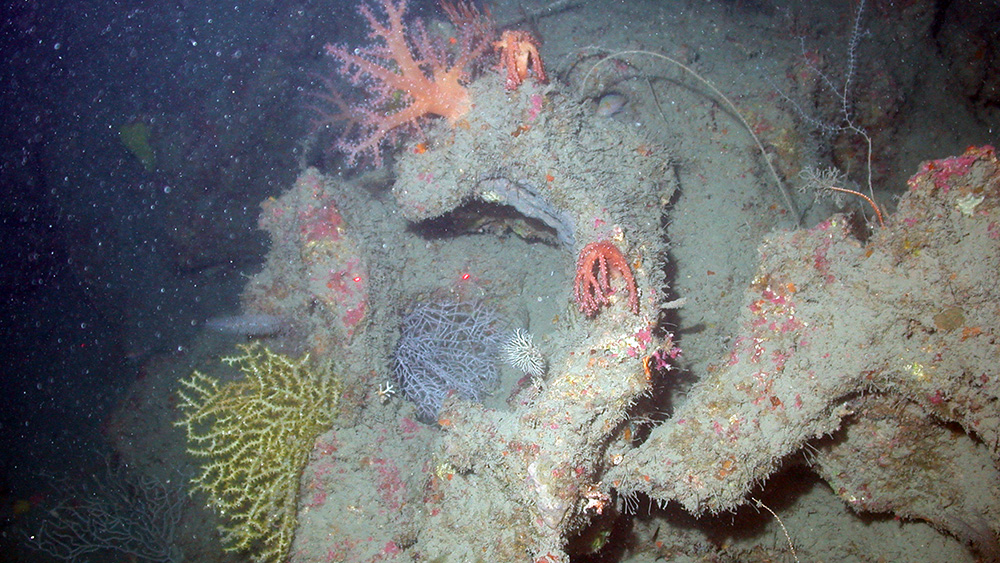 Silt covered reef structure with yellow, white, red and orange corals scattered on top