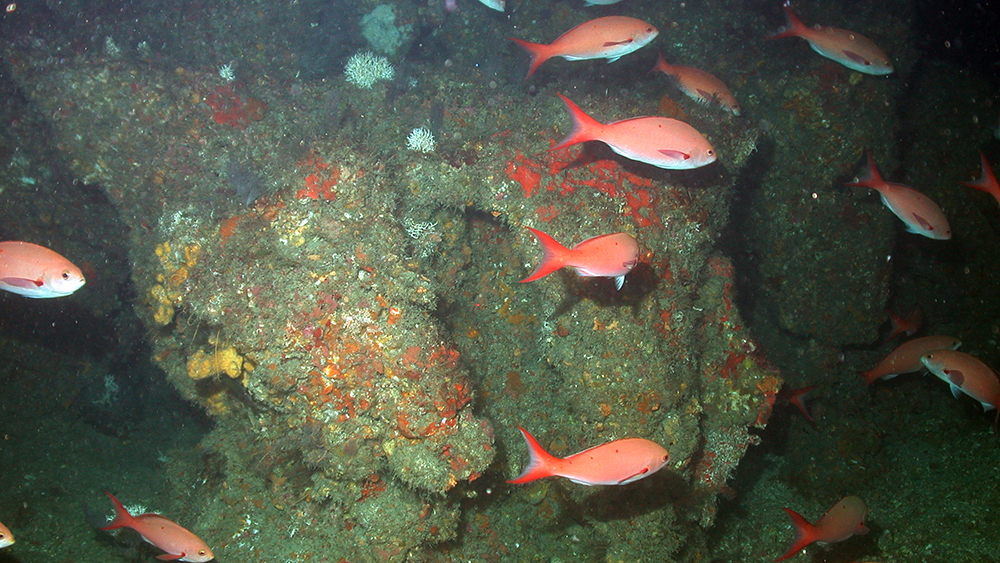 Bright red Creolefish swim past a large rocky formation in a deep reef area