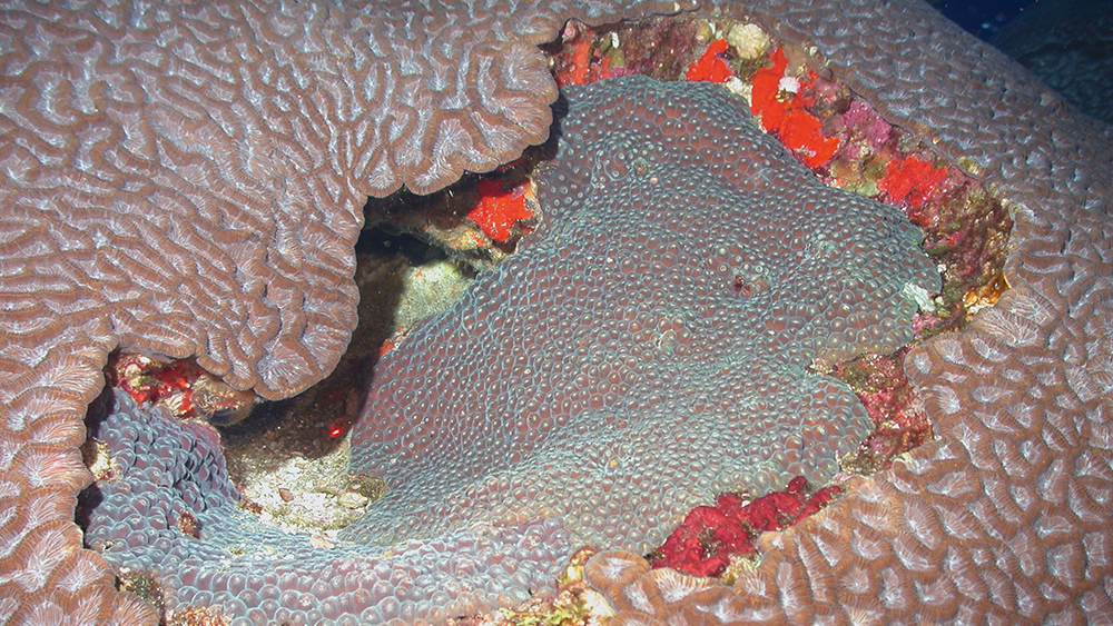 Brain and star corals at McGrail Bank