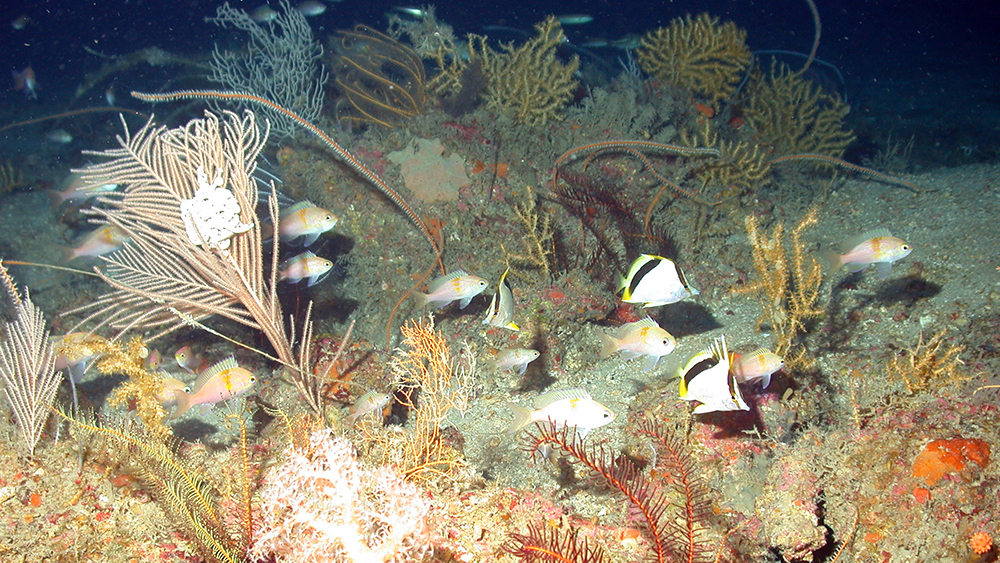 Tropical reef fish swim among a variety of black corals and gorgnians scattered across a section of deep reef