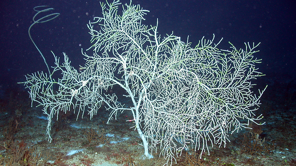 A stark white gorgonian bush anchored to the sea floor near a white corkscrew coral.