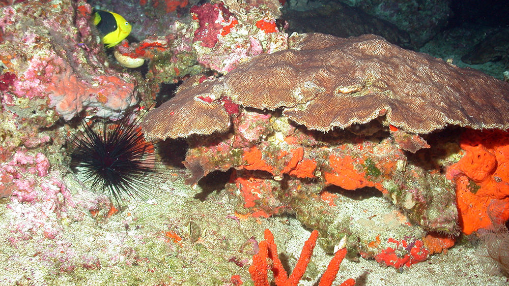 A long-spined urchin near blushing star coral and bright orange sponges at McGrail Bank