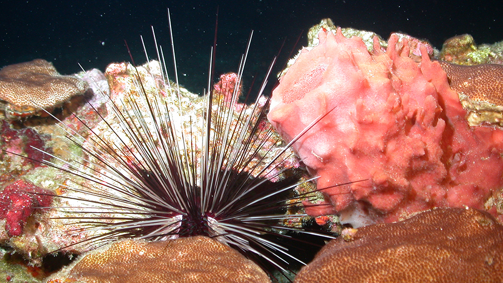 Small colonies of blushing star coral surround a pink sponge and a long-spined urchin