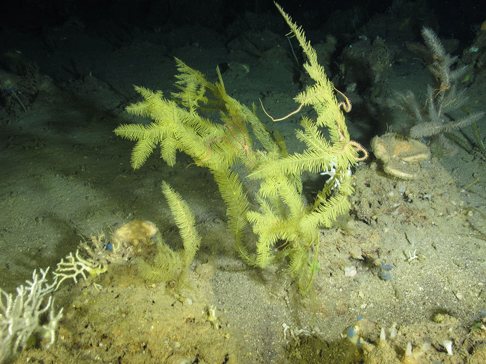 A green black coral that looks like the branches of a pine tree