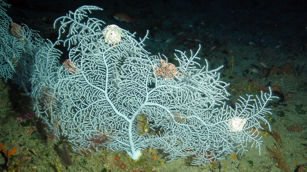 A large white gorgonian with basket stars curled up in its branches