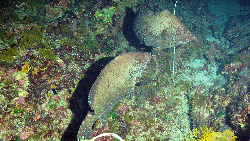 Two marbled groupers swimming over deep habitat interspersed with small black corals
