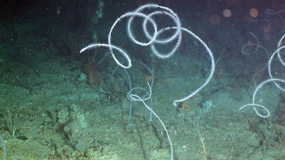 White corkscrew shaped corals sticky out of a muddy sea floor