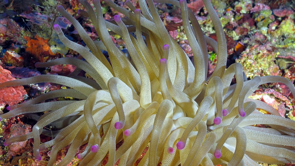 A large white anemone with bright pink tips on its tentacles