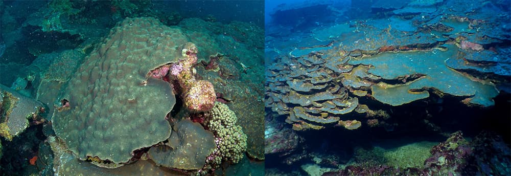 Side-by-side images of coral growing on shallow and deep reefs