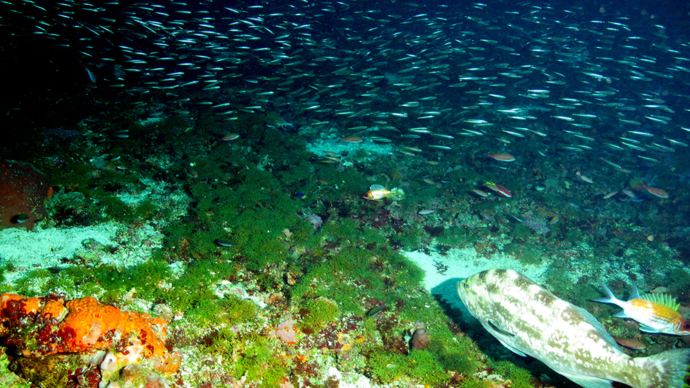A grouper and lots of smaller fish swimming through sponge and algae habitat