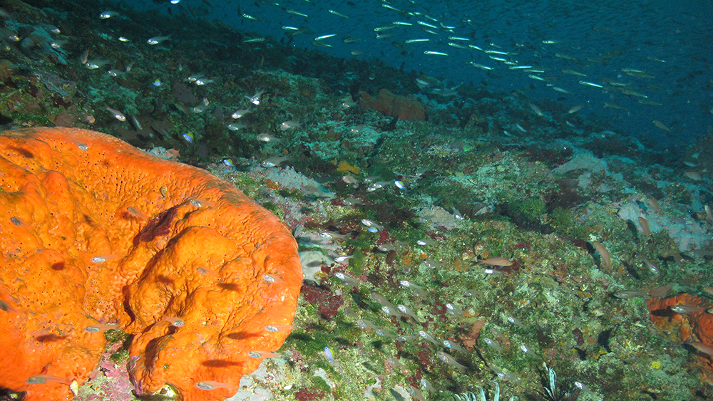 A large orange sponge (left) surrounded by leafy algae and smaller sponges with lots of small reef fish swimming overhead