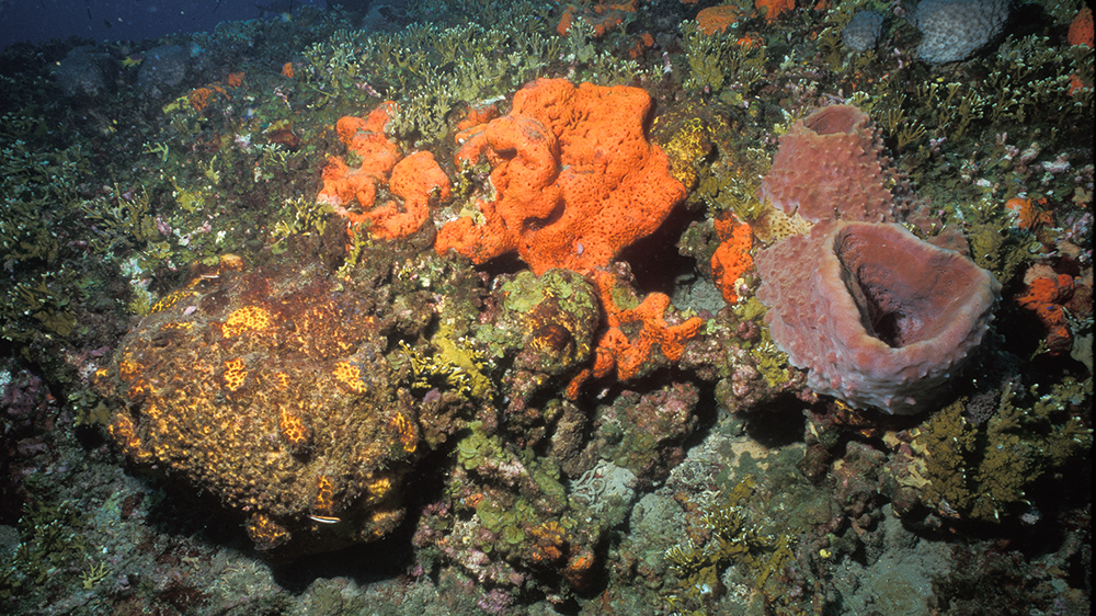 Bright orange, brown and orange, and brown sponges cover a section of rocky reef amid a bunch of fire coral