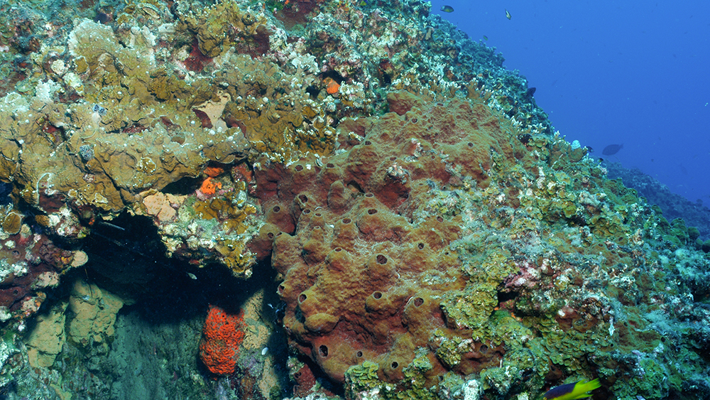 A colony of brown sponge looks like miniature volcanoes encrusted on a rocky outcrop next to some fire coral