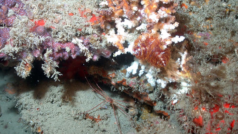 An arrow crab rests just below an outcrop containing a hard coral and a Christmas tree worm