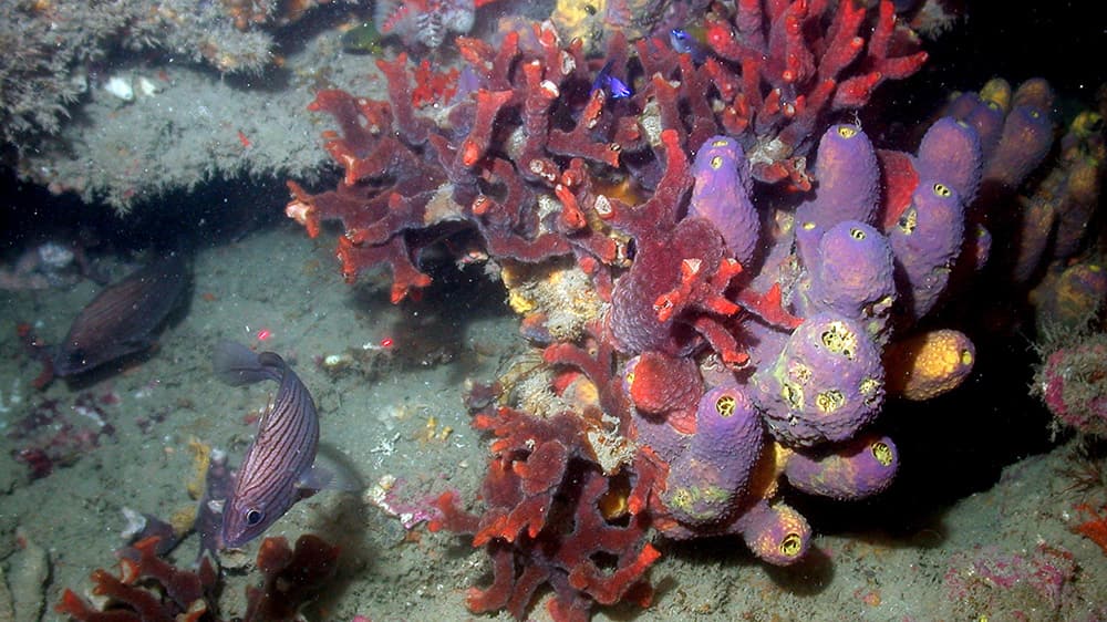 Two black and white striped fish swim next to bright red and purple sponges in deep habitat with small purple fish swimming between their branches