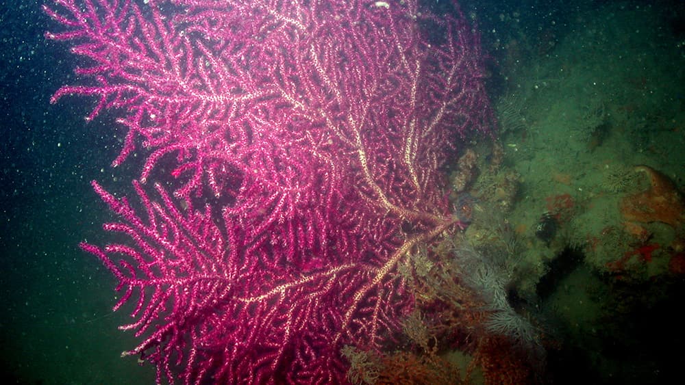 A magenta colored sea fan in deep habitat