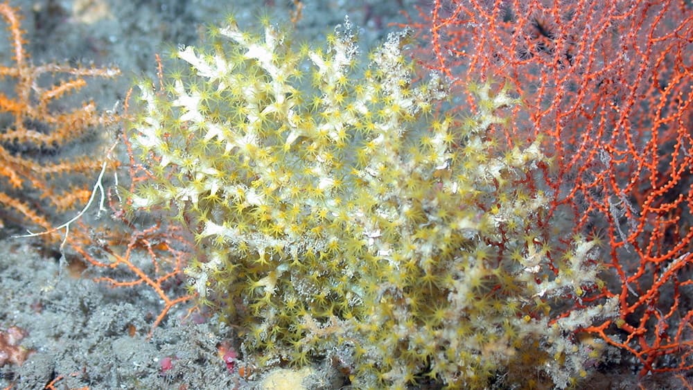 Yellow, orange, and red branching octocorals.