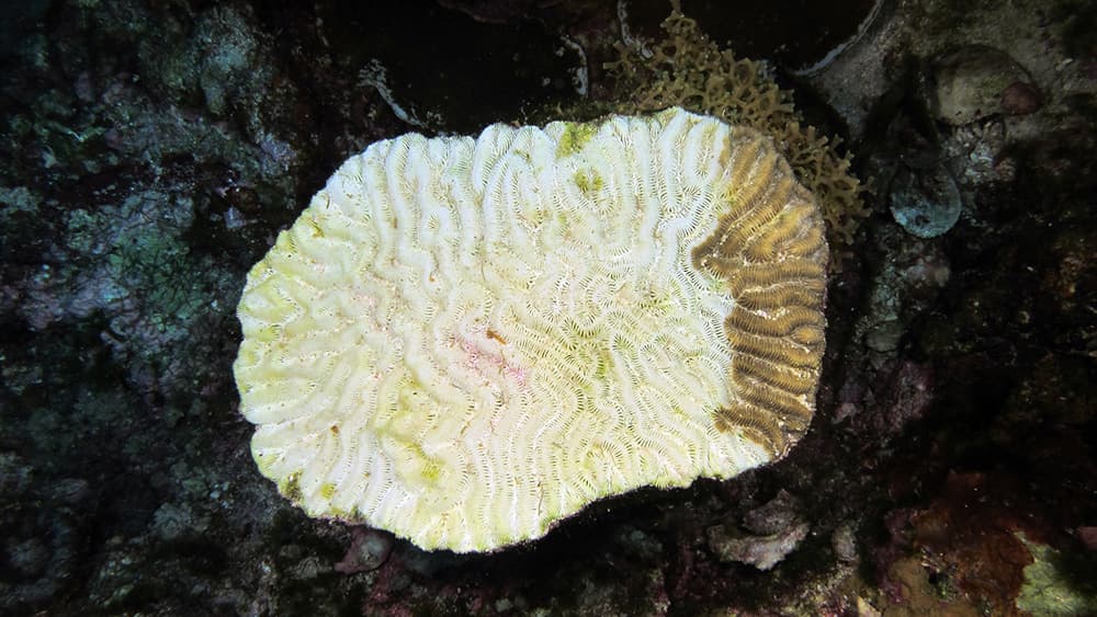 Small brain coral that is mostly white, with only one small section of normal color on the right side.