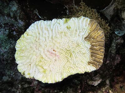 Small brain coral that is mostly white, with only one small section of normal color on the right side.
