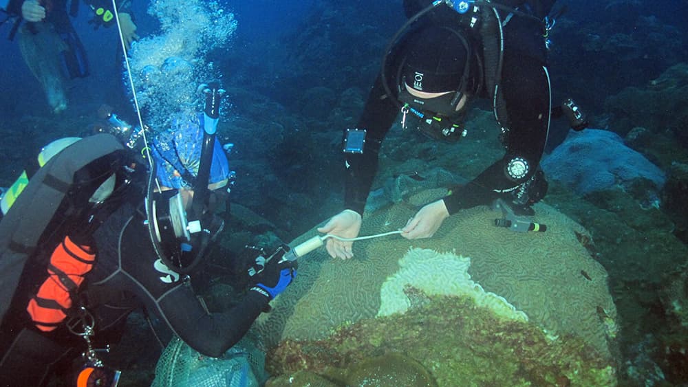 A diver squeezes a caulk-like substance out of a syringe into the hands of another diver as they hover near a diseased brain coral.