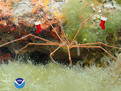 Arrow crab holding up tiny Christmas stockings