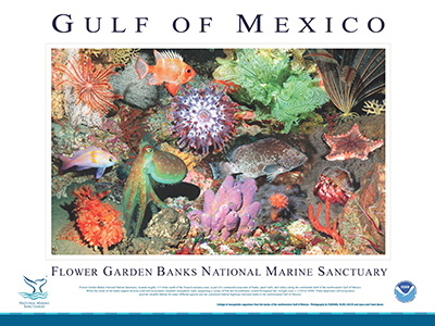 Poster with a large photo collage of deep reef plants and animals in the middle and a description of their habitats underneath