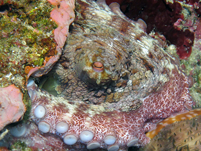 Common Octopus curled up in a crevice on the reef