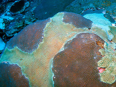 Boulder of Great Star Coral made up of five different colonies fitted together like puzzle pieces