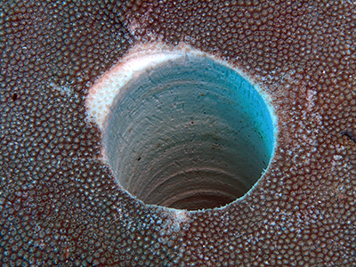 Hole left in a coral colony after a core sample was taken