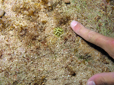 An index finger pointing to a tiny brain coral colony about 1 inch across