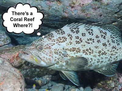 A fish with a dialog bubble that says, There's a Coral Reef Where?