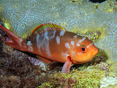 A creolfish in blotchy coloration resting on the reef at night