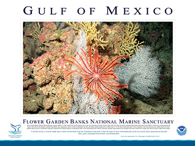 Poster with a large photo of bright red crinoid perched on white corals in the middle and a description of the crinoid and the location it was observed underneath
