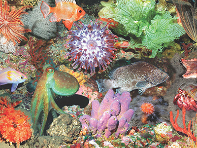 Collage of plants and animals found in the deep reefs of FGBNMS