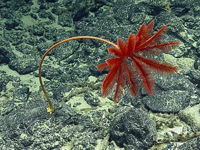 Bright red deep sea coral shaped like a palm tree