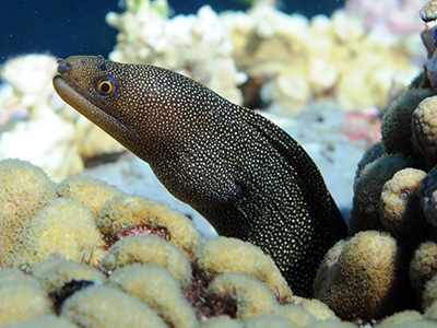 A Goldentail Moray eel coming out from behind some coral on the reef.