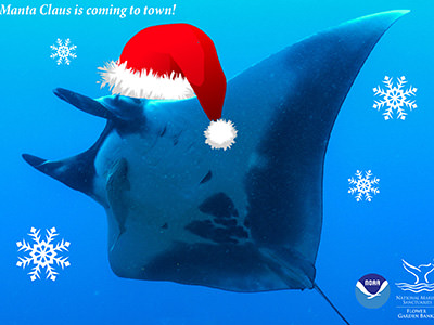 A manta ray wearing a Santa hat