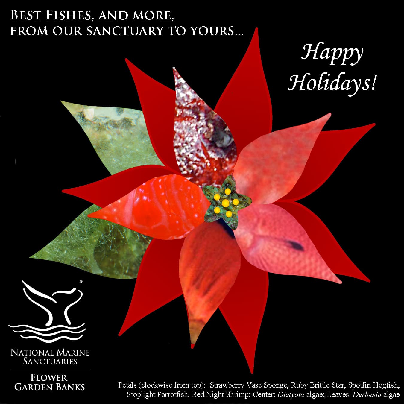 Poinsettia picture with petals and leaves made from animal and plant images.
