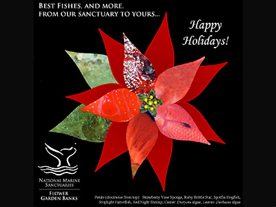 A poinsettia image with some of the red bract and green leaf parts replaced by sanctuary creature/plant images of the same colors, with a Happy Holidays message.