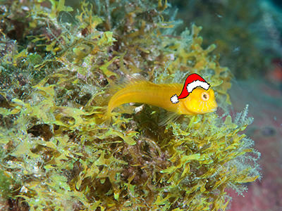 A yellow blenny wearing a Santa hat while perched on a clump of algae