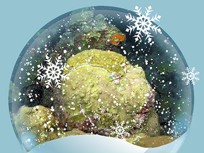 Snow globe with a coral spawning photo inside and snowflakes on the outside