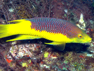 A Spanish Hogfish showing off its purple and yellow coloration