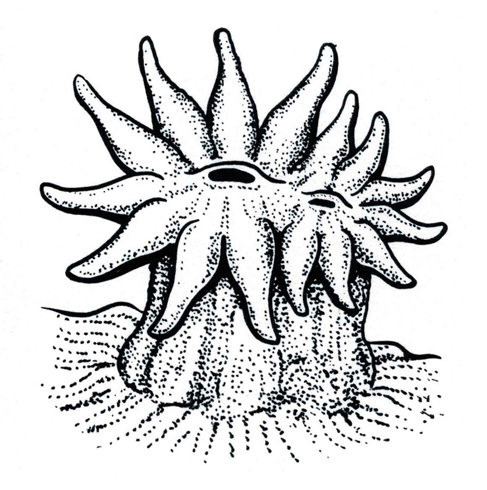 Black & white drawing of a coral polyp splitting in two.